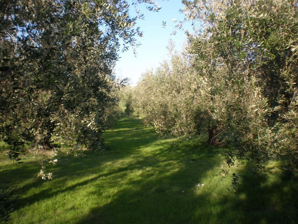 Locanda La Gozzetta Santa Luce Esterno foto